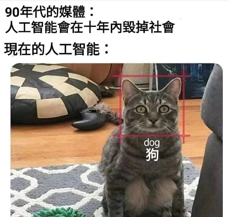 from 每日无数猫