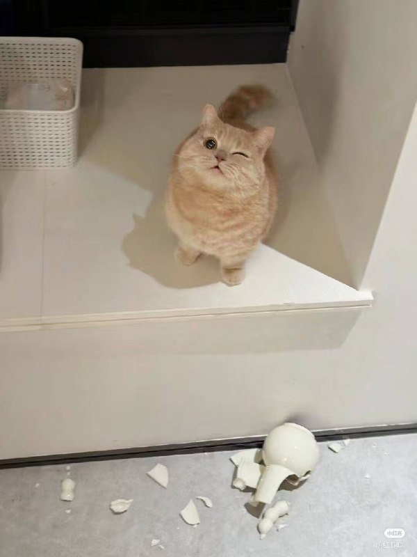 姐姐，你不会打我的吧from 猫猫窝🐈🐈‍⬛