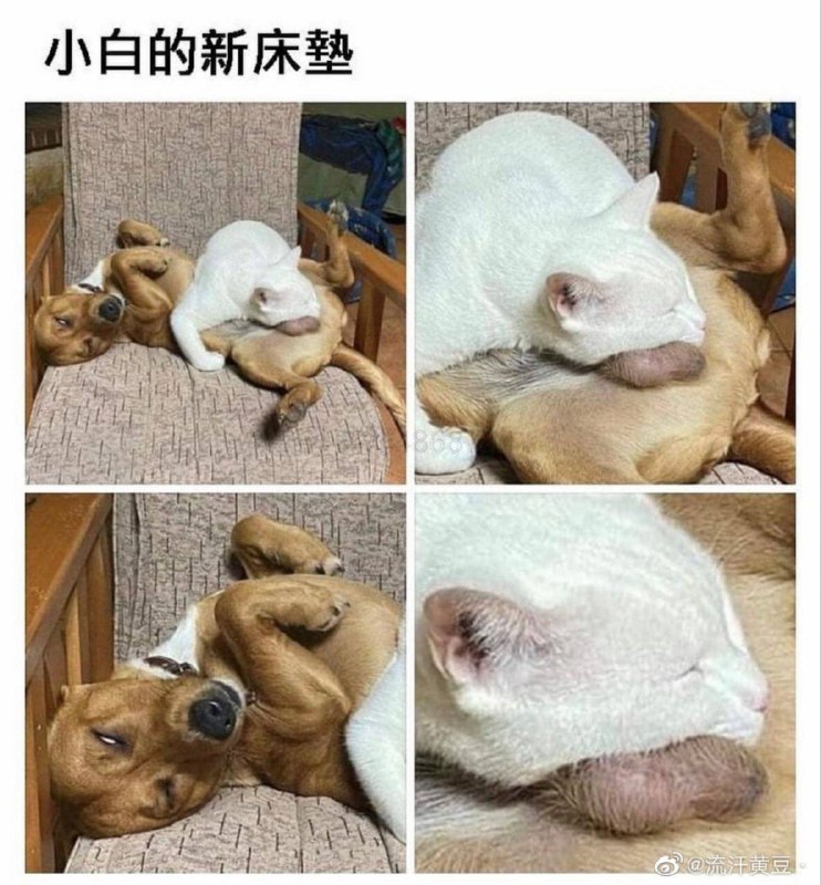 #兽耳 #异种 #乘骑 #阿黑颜from efsg的空间 via efsg