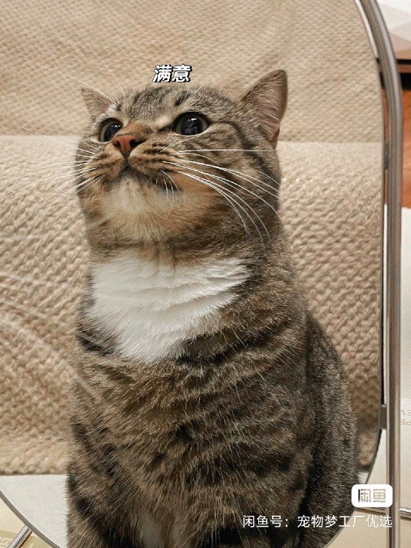 我的室友终于发现了自己是只猫！室友快两岁了，今天好好照了下镜子，终于发现自己原来是只猫🐱～看它笑的嘞，应该对这个身份挺满意的！😄毕竟每天都有好吃好喝好玩的，还有超级爱它的人！😝from 猫猫窝🐈🐈‍⬛️我的室友终于发现了自己是只猫！室友快两岁了，今天好好照了下镜子，终于发现自己原来是只猫🐱～看它笑的嘞，应该对这个身份挺满意的！😄毕竟每天都有好吃好喝好玩的，还有超级爱它的人！😝from 猫猫窝🐈🐈‍⬛️