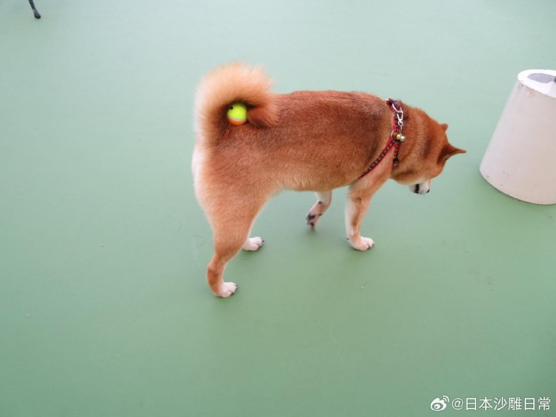 阿柴