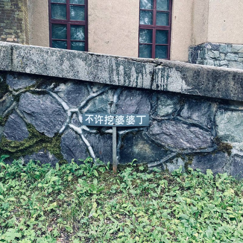 贴地的东北话🥰不许