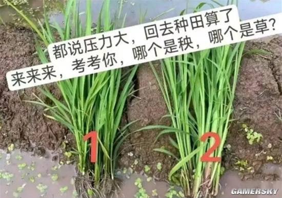 via 7号沙雕网友