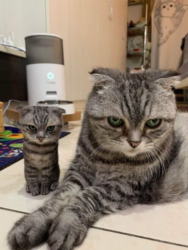 from 猫猫窝🐱