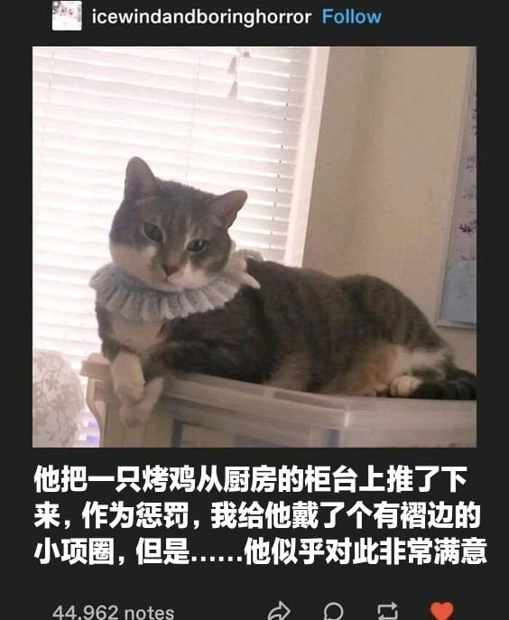猫猫meme整合from 猫猫窝🐈🐈‍⬛️猫猫meme整合from 猫猫窝🐈🐈‍⬛️