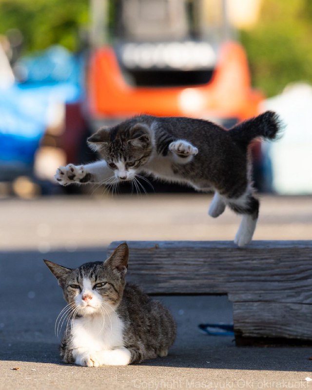 via 猫又云云