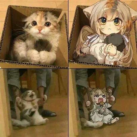 from 猫猫窝🐈🐈‍⬛