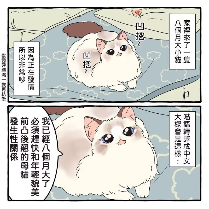from 猫猫窝🐱