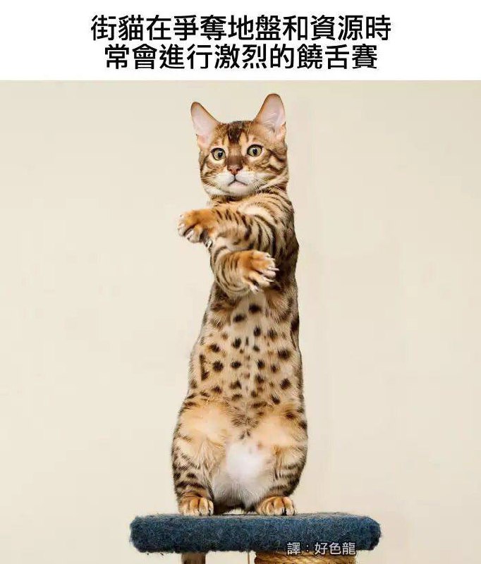 from 猫猫窝🐈🐈‍⬛from 猫猫窝🐈🐈‍⬛