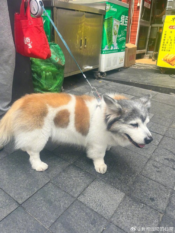 宝宝你真的不是拼起来的吗 #哈基米宝宝你真的不是拼起来的吗 #哈基米