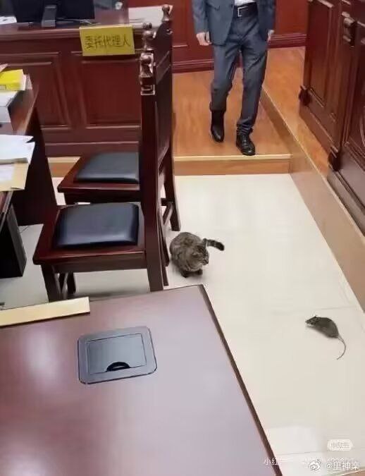 法庭现场验猫以确保公正审判 ​​​Fromfrom Garyの梦呓法庭现场验猫以确保公正审判 ​​​Fromfrom Garyの梦呓