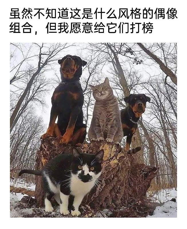from 猫猫窝🐈🐈‍⬛️