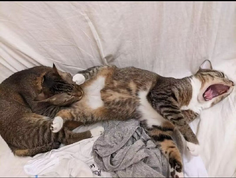 from 猫猫窝🐈🐈‍⬛