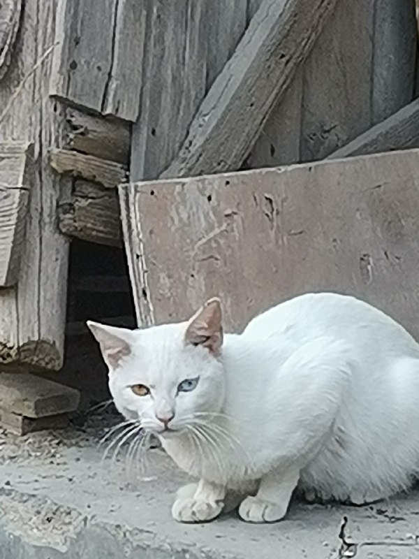 异瞳小猫from 高坂 麗奈 via 高坂 麗奈异瞳小猫from 高坂 麗奈 via 高坂 麗奈