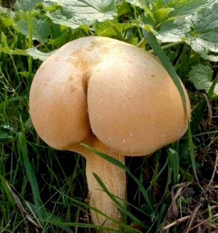 这是 屁菇？