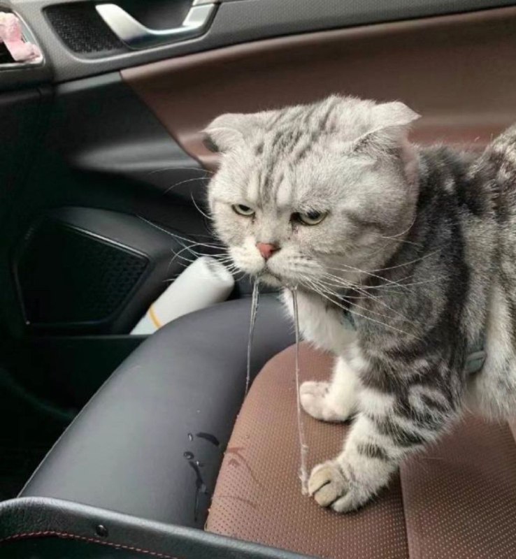 晕车的猫