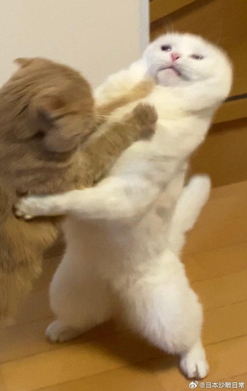 打架打到变形的猫打架打到变形的猫