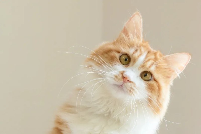猫猫祝你今天好心情from 猫猫窝🐱猫猫祝你今天好心情from 猫猫窝🐱
