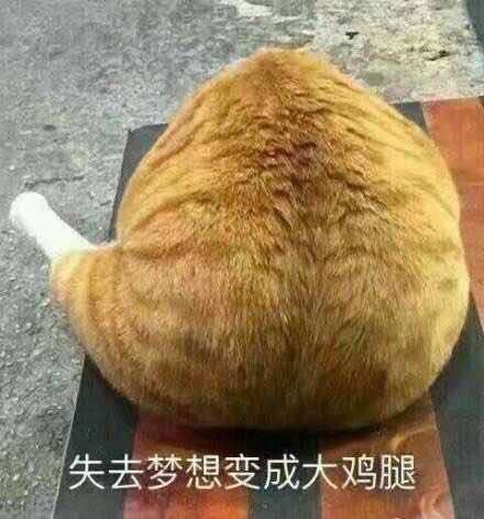 from 猫猫窝🐈🐈‍⬛from 猫猫窝🐈🐈‍⬛