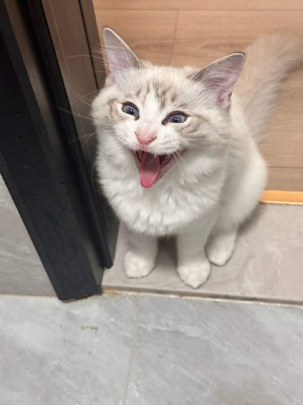 打哈欠到一半的猫）via 睡不醒的狐瓜西