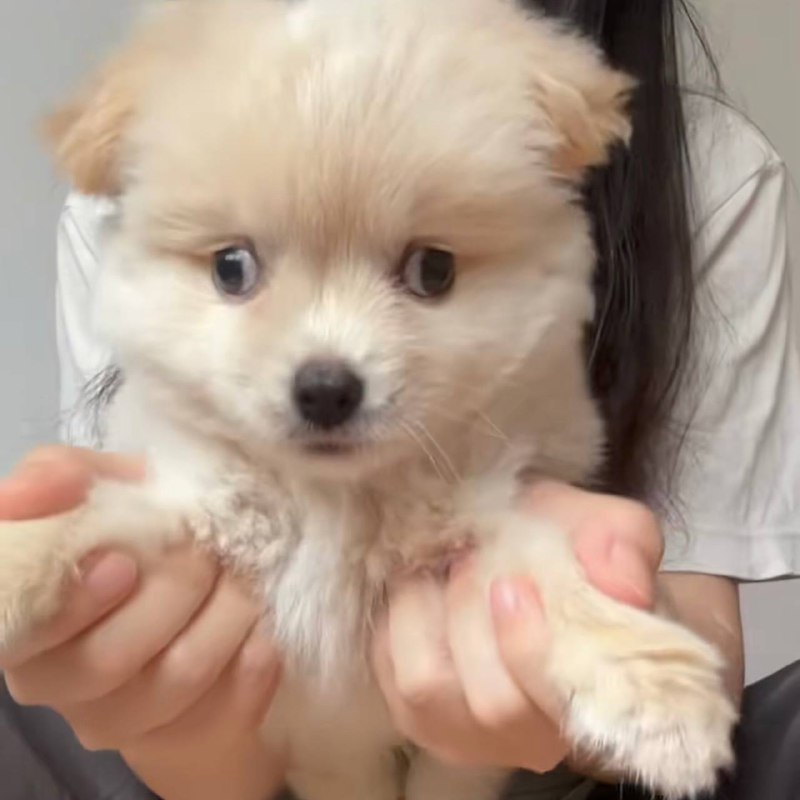 via 犯罪嫌疑人张某