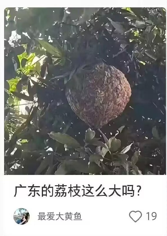 via sakana