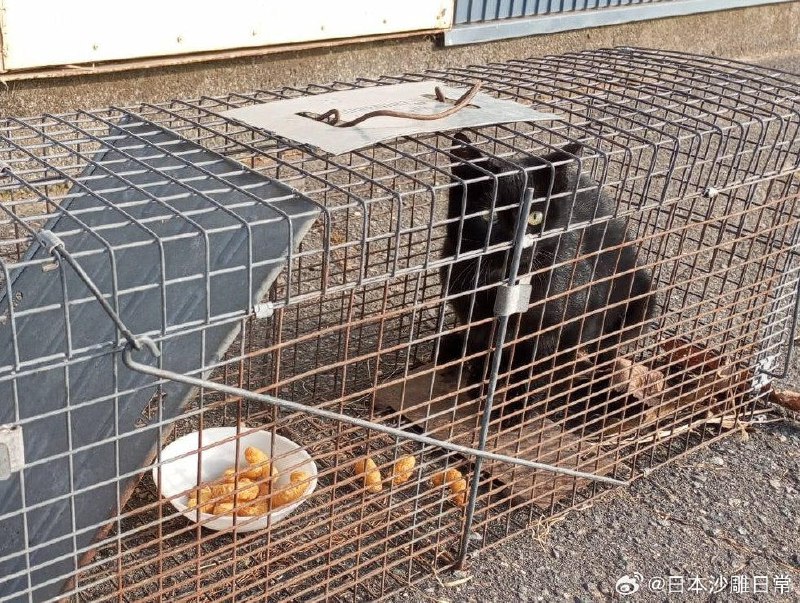 打听了一下抓浣熊的陷阱用什么比较好？ 市政「焦糖玉米很好使」 农户「焦糖玉米很好使」 猎人「焦糖玉米很好使」 马蹄师「焦糖玉米很好使」 结果……打听了一下抓浣熊的陷阱用什么比较好？ 市政「焦糖玉米很好使」 农户「焦糖玉米很好使」 猎人「焦糖玉米很好使」 马蹄师「焦糖玉米很好使」 结果……