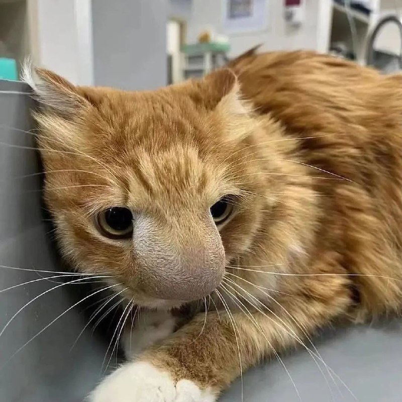 哦，都怪那该死的🐝from ，アイルーBOT🐱🐱 高强度网上冲浪版哦，都怪那该死的🐝from ，アイルーBOT🐱🐱 高强度网上冲浪版
