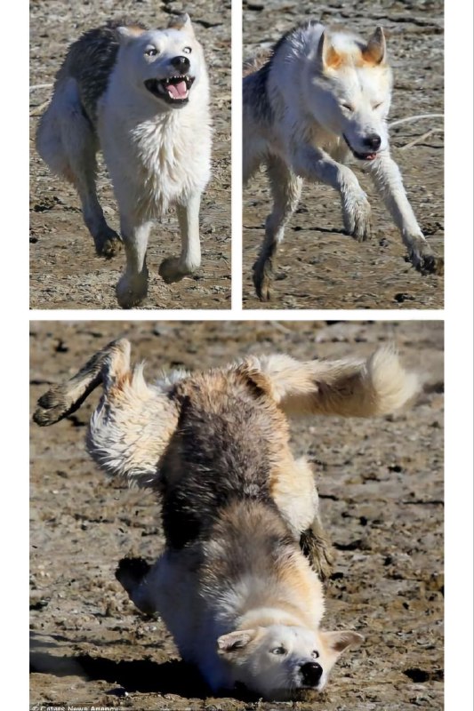 via 猫又云云