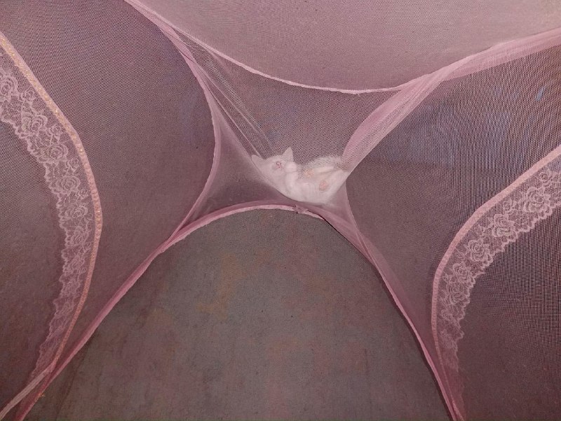 好白的PUSSY~#SFW #歡樂梗圖區from UMD(兔鼠)的謎島觀察日記（NSFW）好白的PUSSY~#SFW #歡樂梗圖區from UMD(兔鼠)的謎島觀察日記（NSFW）