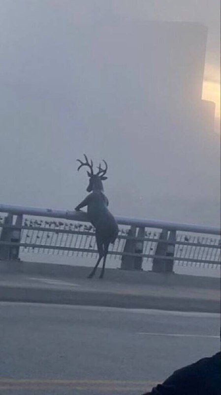 from 美图与沙雕