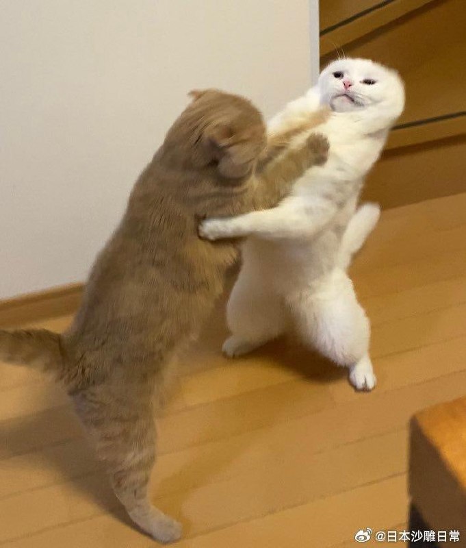 打架打到变形的猫打架打到变形的猫