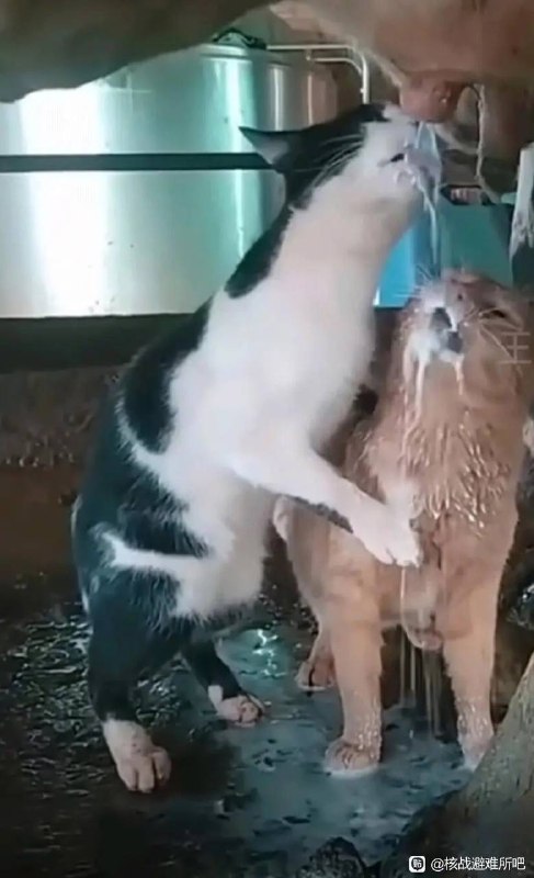 *猫娘滤镜已开启via 犯罪嫌疑人张某