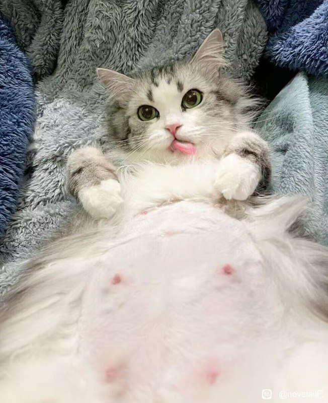 #NSFW #猫耳 #全裸 #乳首 #吐舌头from 猫猫窝🐱
