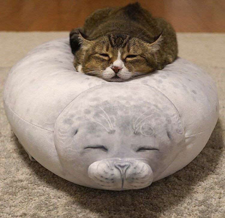 from 猫猫窝🐈🐈‍⬛from 猫猫窝🐈🐈‍⬛