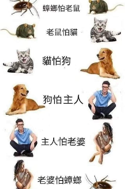 斗獸棋via DECADE
