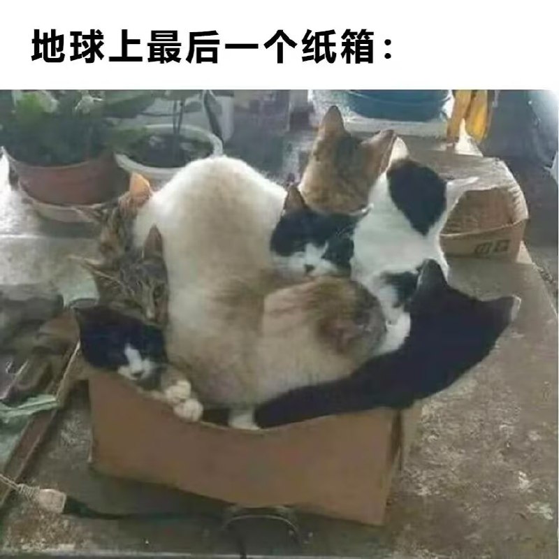 via 猫又云云
