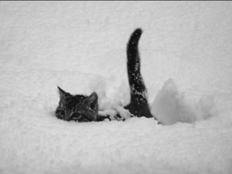 潜雪艇猫猫