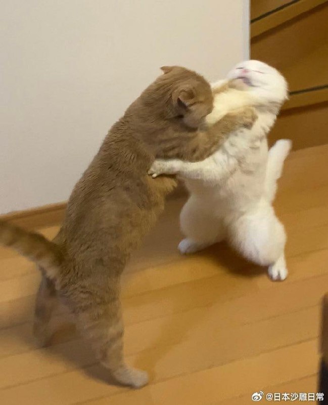 打架打到变形的猫打架打到变形的猫