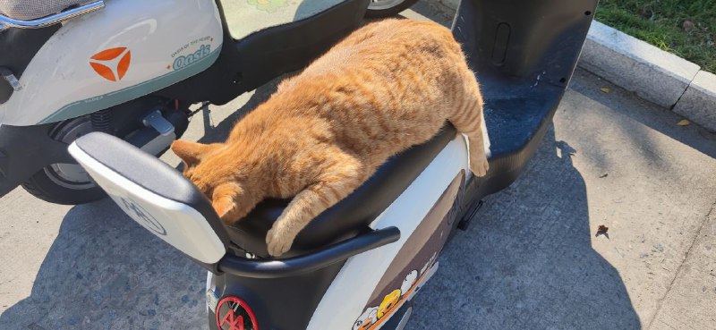 学校肥猫🥰via ForzenString Qing学校肥猫🥰via ForzenString Qing