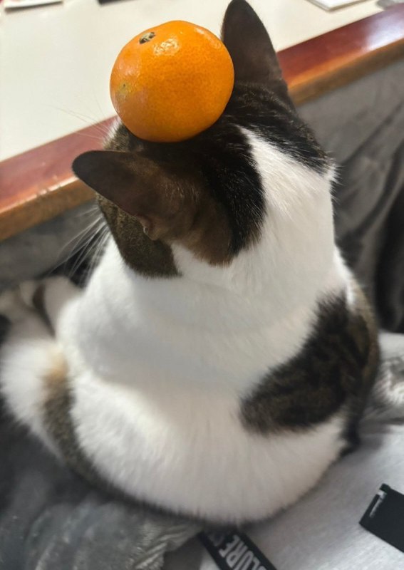 橘猫