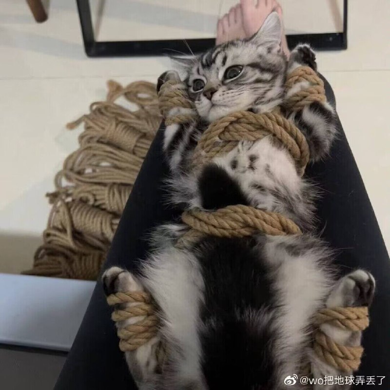 #NSFW #猫耳 #捆绑from efsg的空间 via efsg