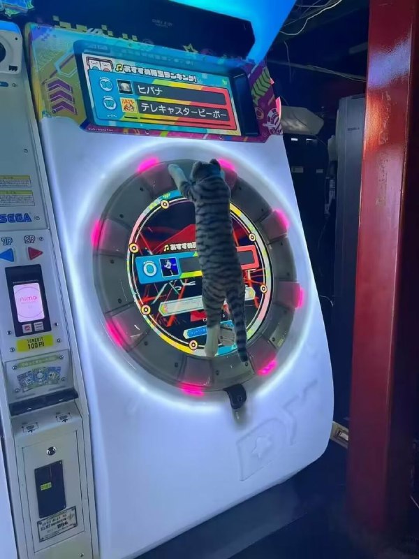 今天试了一下maimai  真的好难  已经手忙脚乱四肢并用了还是不能打完一首歌  可能这是我生为猫猫与生俱来的缺憾  一直努力融入你们maimai立直猿的圈子真的太困难 太累了 但是我真的很想和你们拼机 对不起对不起