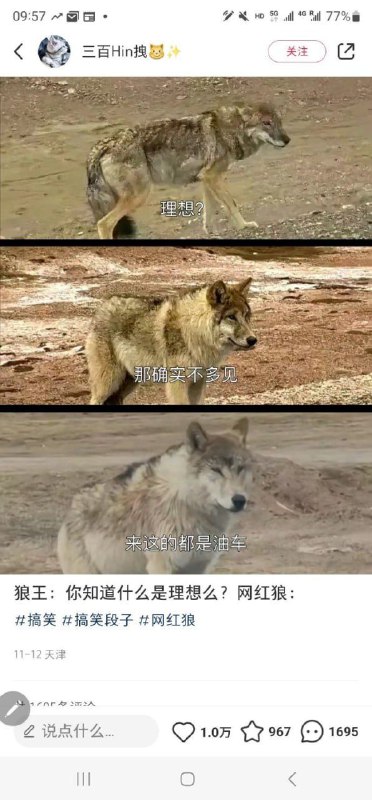 via DSC 龙🌸猫
