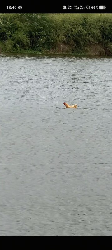 浮力🐔via my nbkls