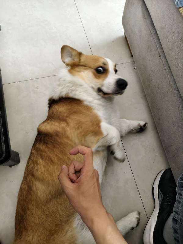 我有多喜欢狗