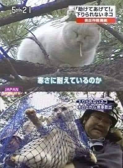 一只 #猫猫 因为朝行人头上滴鼻涕而被逮捕from 平壤卫视