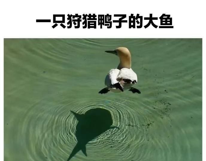 via 8号沙雕网友via 8号沙雕网友