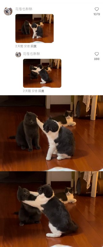 #猫猫头 大战 一触即发！👊#猫猫头 大战 一触即发！👊
