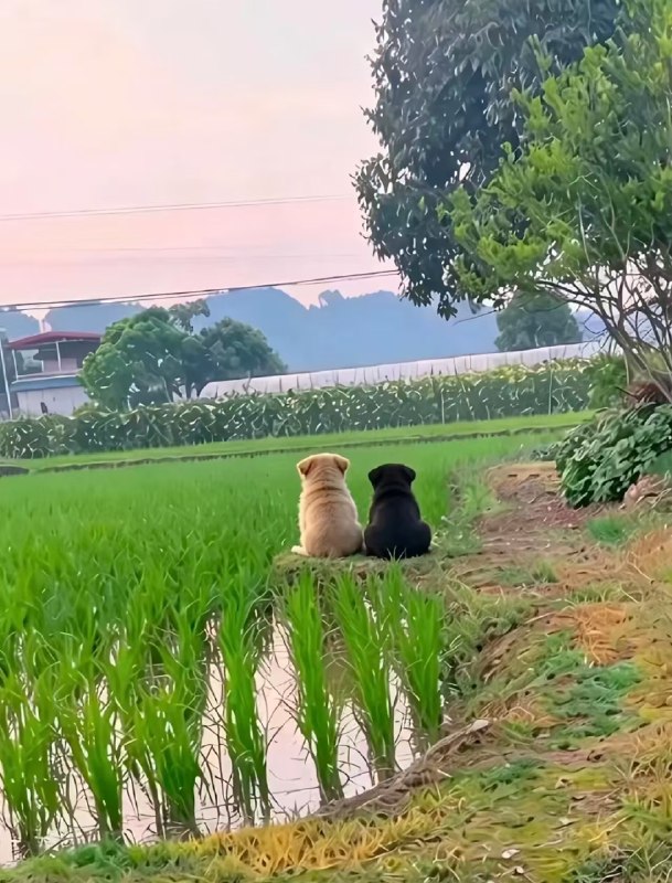 巧克力香蕉